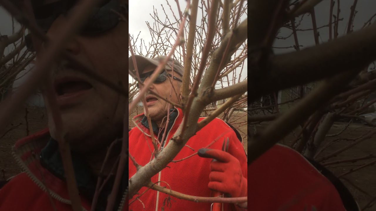 Üç yaşında bir şeftali ağacının budanması