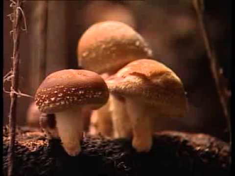 Videó: Miért Jó Neked A Shiitake Gomba?