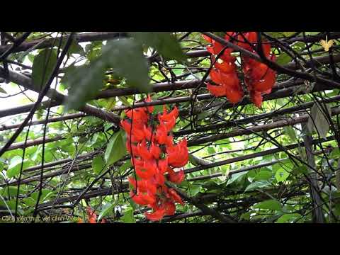 Video Giàn ngọc bích đỏ - Red Jade Vine nở hoa tại Công viên... - youtube