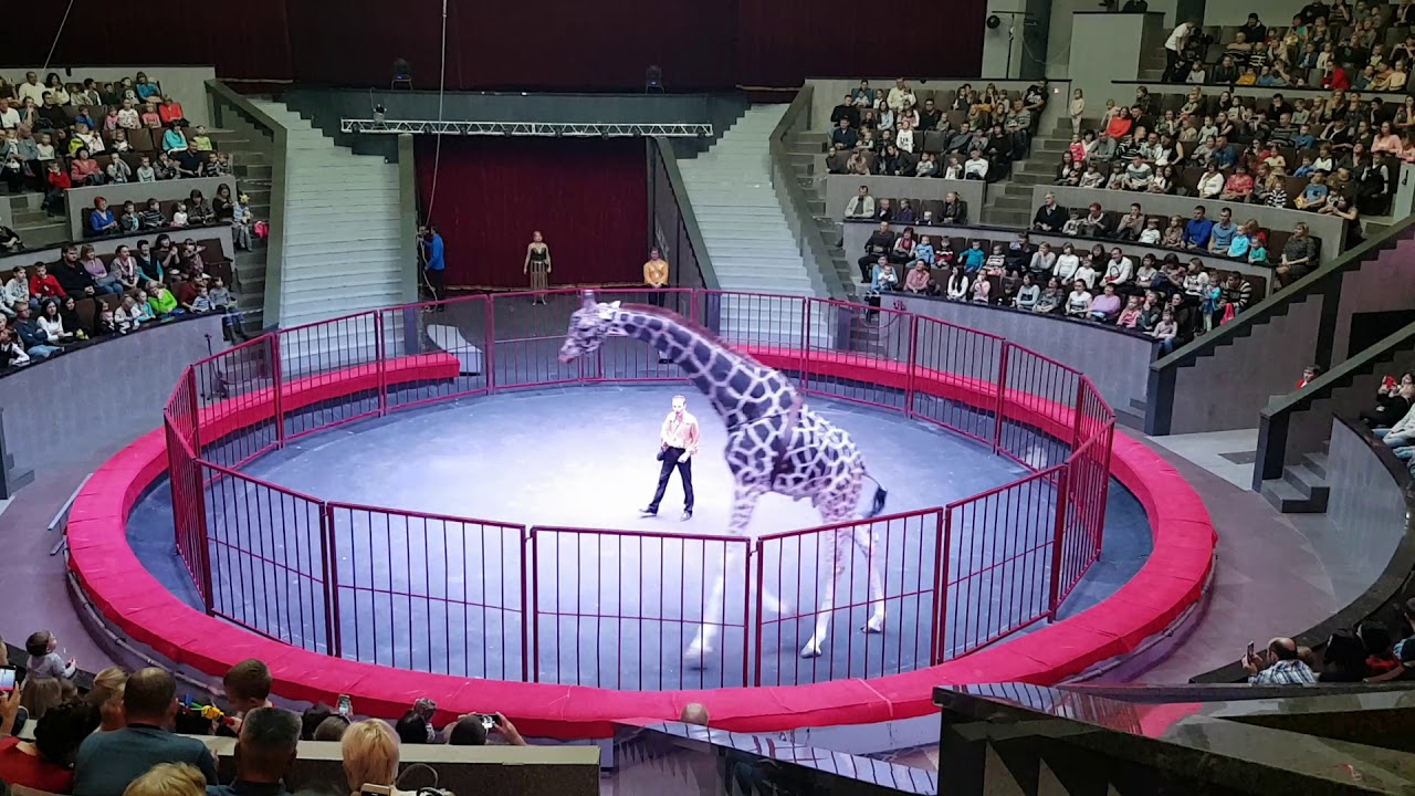 купол новосибирского цирка. достопримечательности новосибирска цирк. цирк новосибирск. новосибирский цирк состав. достопримечательности новосибирска цирк.