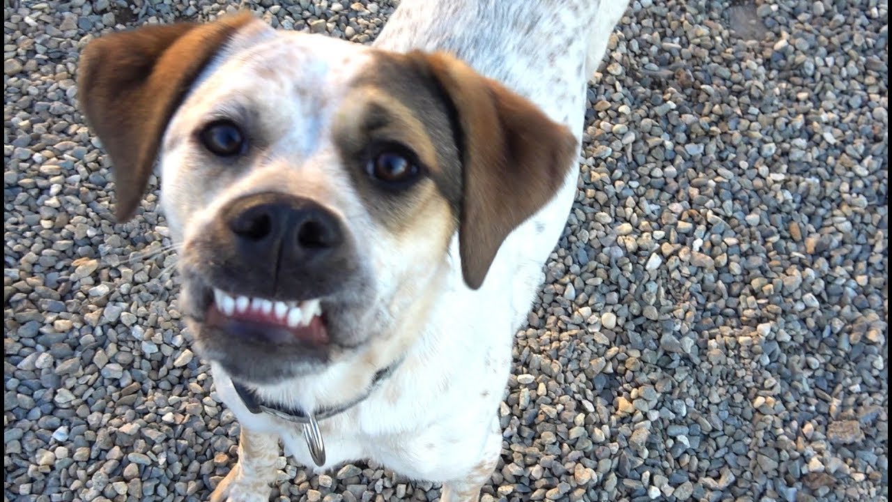 Rescued Puppy Heartbroken As Her Friends Get Adopted But No One Wants Her Because She's Different puppy paradise