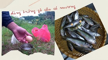 Câu cá suối bằng mồi bột.1 quả trứng đổi lấy bao nhiêu cá suối