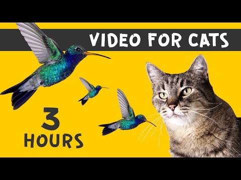 Video: Mänskliga Livsmedel Som är Farliga För Katter - Cat Nutrition Nuggets