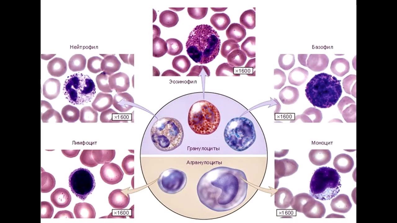 Лейкоциты нейтрофилы эозинофилы. Лейкоциты гранулоциты и агранулоциты. Моноцит гистология. Лейкоциты гистология строение. Лимфоциты эозинофилы.