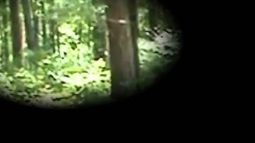 Possible Sasquatch in Mississippi