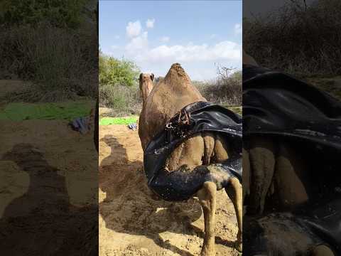 أنبوب الماء يتدحرج على الرمال مع نهوض الصبر