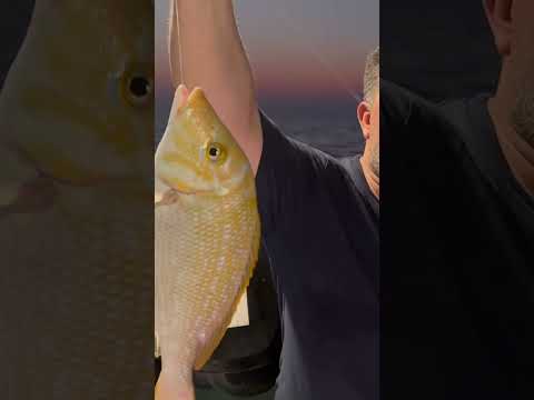 بوحسين تعلم وصار نوخذة خلاص حداق Fishing صيد Subscribe بحر شعري 