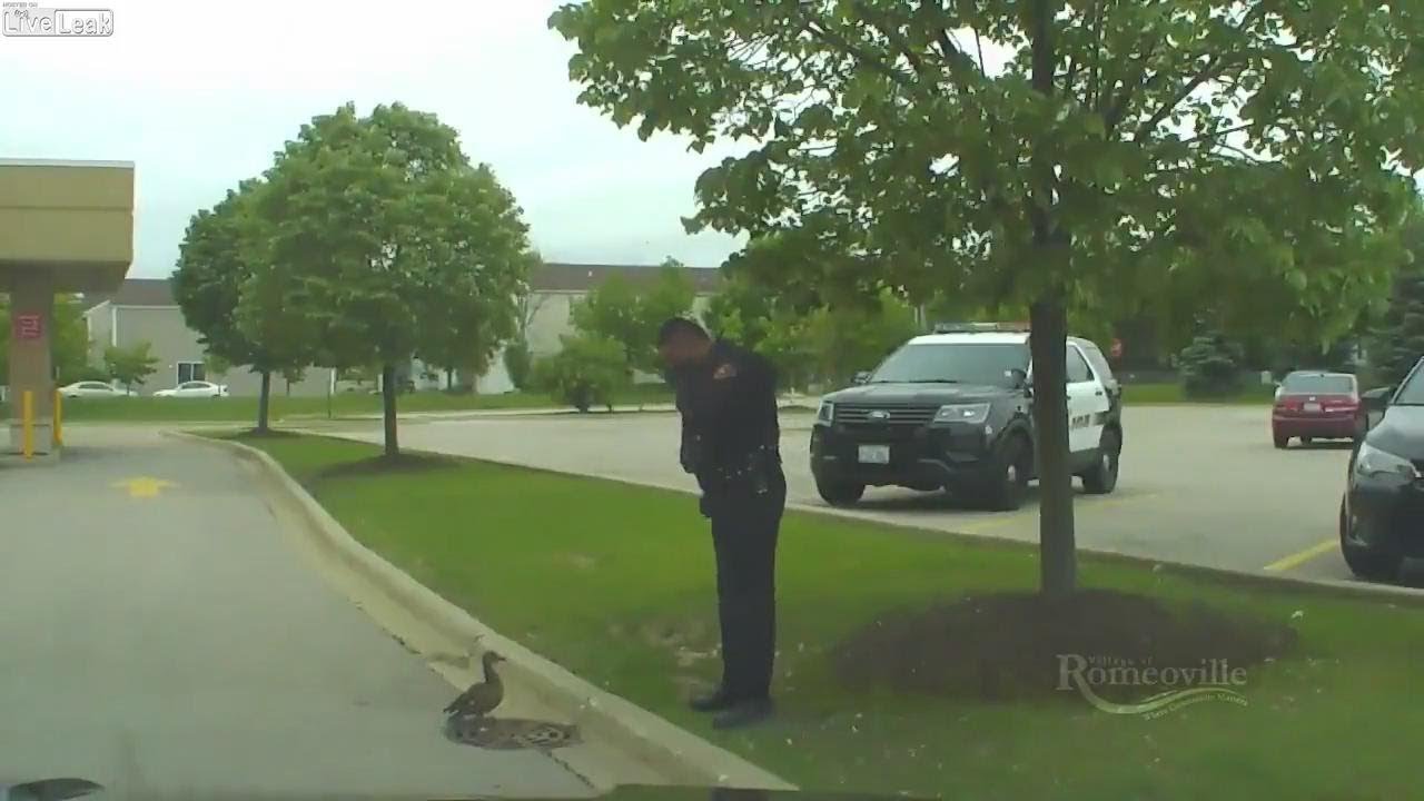 Officers rescue ducklings trapped in sewer - YouTube
