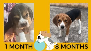 Beagle puppy transformation from 1 month to 8 months | Moon the Beagle