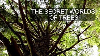 The Hidden Ecosystems of the Trees #trees #oldgrowth #forest
