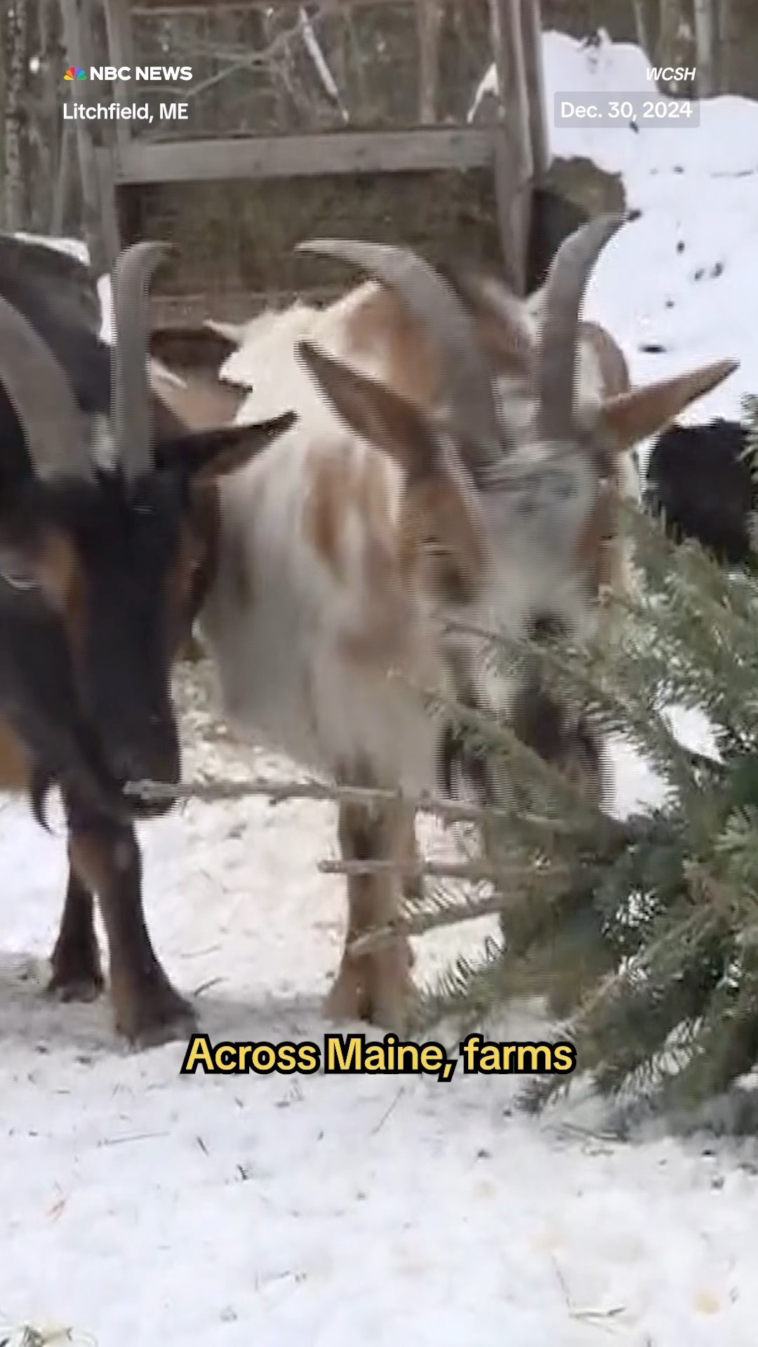 Instead of going to a landfill, your old Christmas tree could feed some hungry goats.