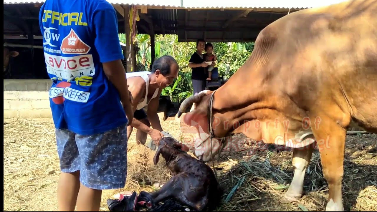  Sapi Melahirkan  Alami tanpa sentuhan tangan di Kandang 