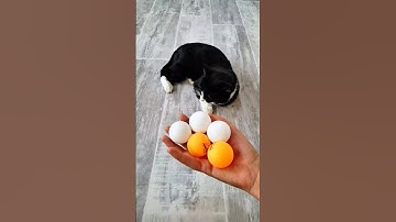 Cat Tommy with Balls 😺🥎🔴 |Satisfying Reverse Video #shorts