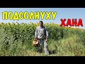 Вывезли Пасеку 🐝 Сгорел Подсолнух 🌻 Улья ППС ✅