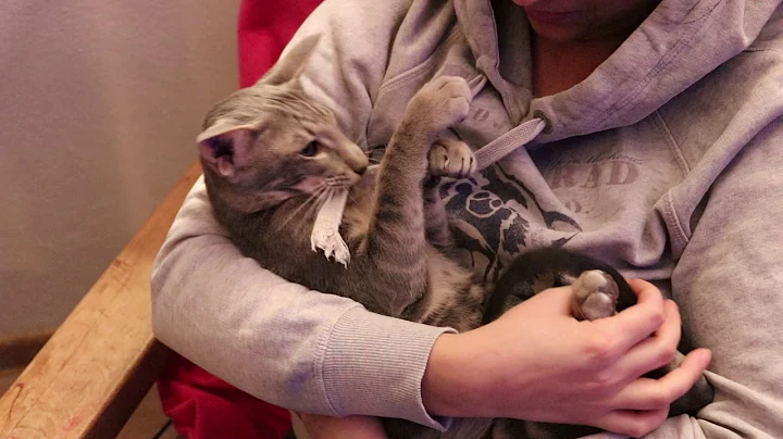 Watch the video about Oriental cat is the sweetest breed