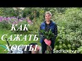 Как сажать хосты. Посадка хост в горшки и открытый грунт.