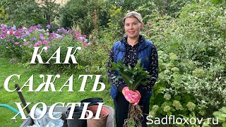 Как сажать хосты. Посадка хост в горшки и открытый грунт.