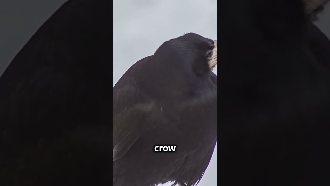 The Astonishing Intelligence Of Crows 