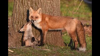 Male female and young of the fox called in English