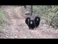 SLOTH BEAR- Ranthambhore National Park, India