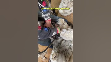 This is Why Sheep NEED to Be Sheared! 🐑✂️ #shorts