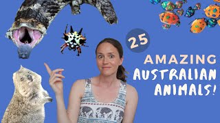 25 AMAZING Native Australian Animals & Where to See Them