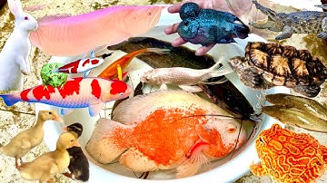 Vịt Con Cá Cảnh, Bắt Các Con Vật Dễ Thương, Mèo Dễ Thương, Rùa, Cá Vàng Bơi, Cá Trê, Tôm, Thỏ, Koi