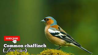 Common chaffinch sound (صدای بلبل خمسه-جنگلی)