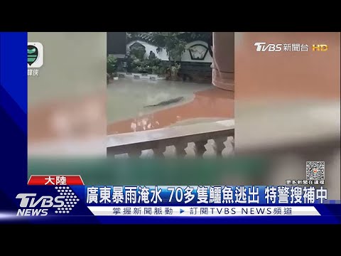 鱷魚逃出來啦!  廣東暴雨河面漂鱷魚 西安老街變急流｜TVBS新聞 @TVBSNEWS01