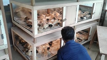 Cara Ternak Ayam Kampung 60 Hari Siap Panen
