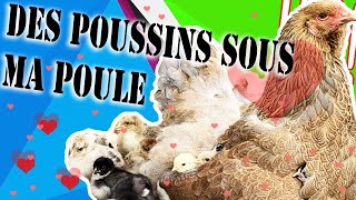 mettre des poussins sous une poule la meilleure façon