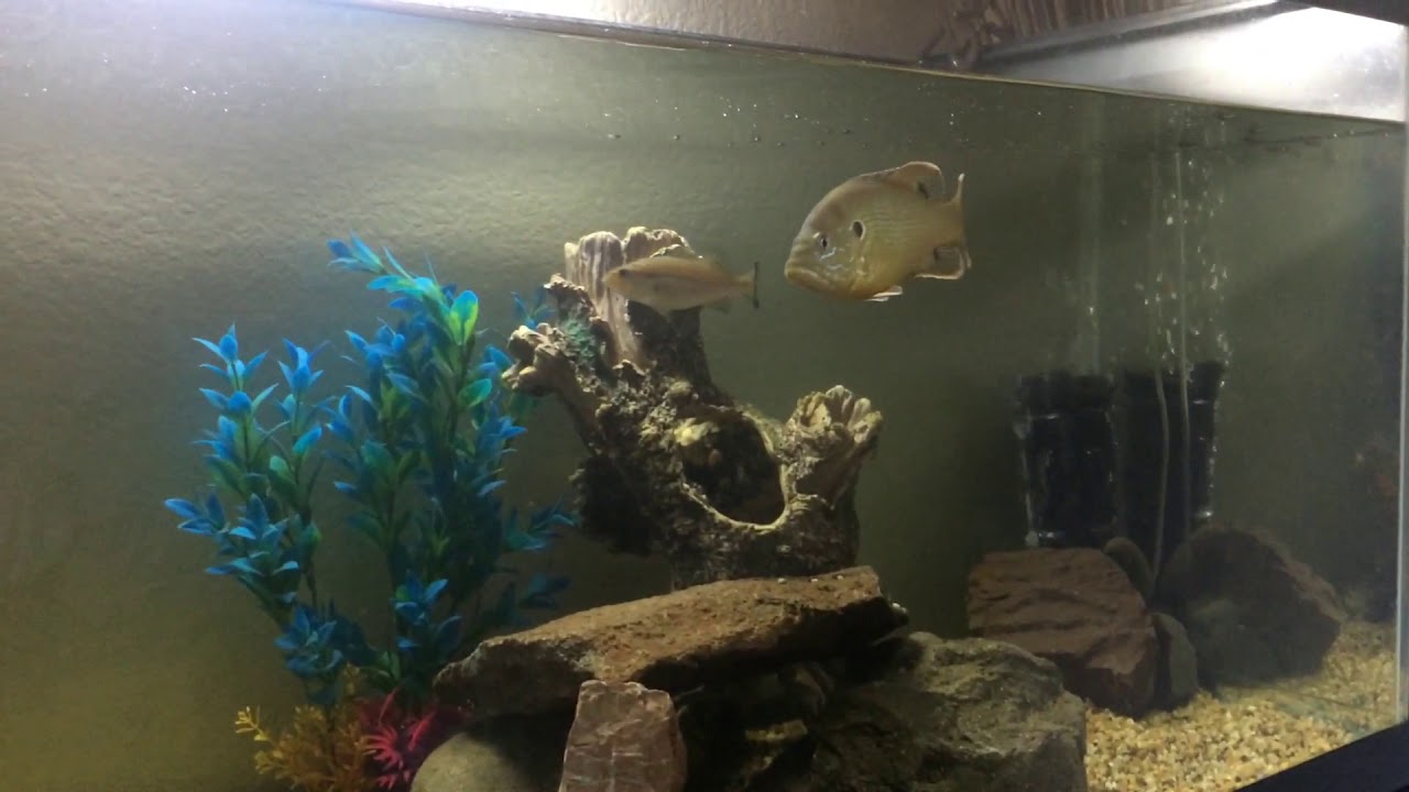 Green Sunfish, and Largemouth Bass aquarium YouTube