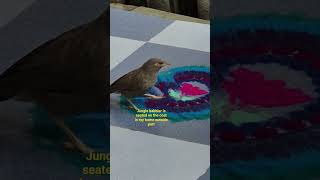 Jungle babbler, #junglebabbler #Argya striata  #argyastriata #leiothrichidae #argya #viralbirdvideo