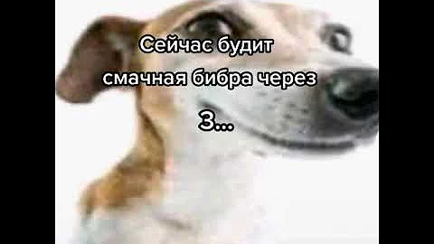 сейчас будет смачная бебра / тик ток лучшее