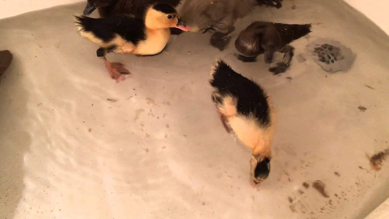 Ducklings in the bathtub 22416 YouTube