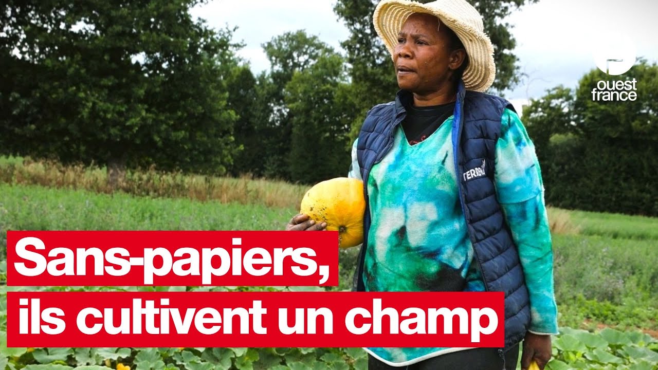 Ces migrants cultivent bénévolement des terres en Bretagne et donnent leur récolte aux associations