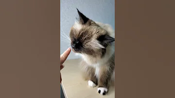 Что означают повадки кошки или кота 😉
