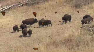 My Little Bison Video From Broken Kettle