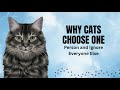 Why Cats Choose One Person—and Ignore Everyone Else