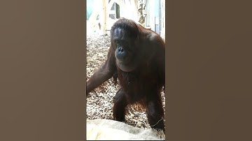 Funniest Orangutan Moments Caught On Camera!#shorts#orangutans#funnyvideo#funnyanimals