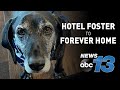 Senior hound dog adopted by vacationing hotel guests