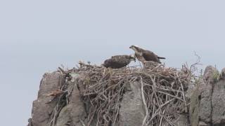 Osprey feeding time