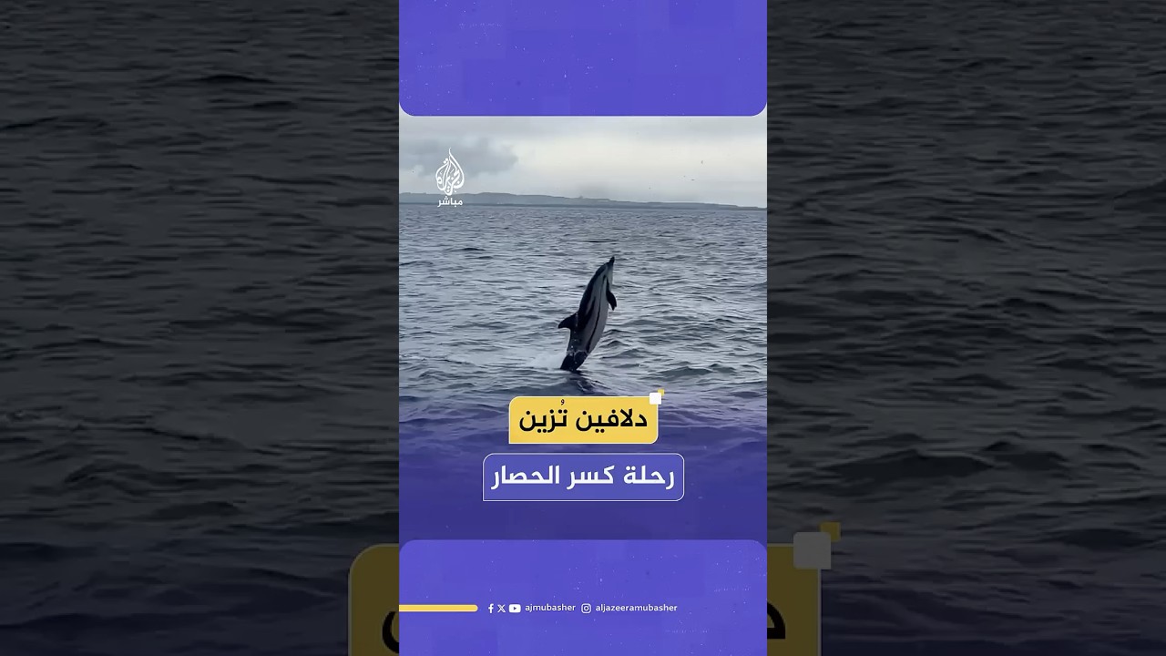 كأنها تظهر تضامنها.. دلافين تقفز حول سفن “أسطول الصمود” المتجهة لكسر لحصار غزة 🐬🇵🇸