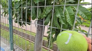 POHON BUAH BINTARO. INSEKTISIDA ALAMI.