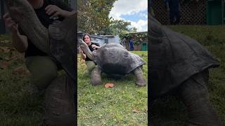 107 Year Old Tortoise😳😅