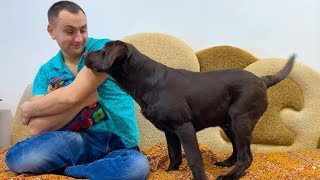 How Labrador Retriever Puppy Wakes Me Up.