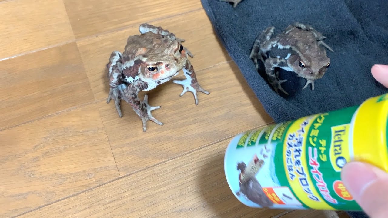 【ヒキガエル飼育】初めての餌を試しました