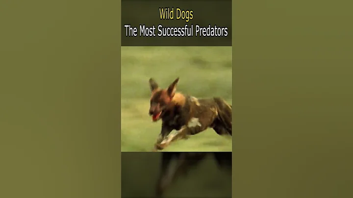 Wild Dogs - The Most Successful Predators