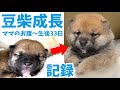 【愛くるしいお顔に変身 豆柴子犬の成長記録1ヶ月】豆柴さにらむ #47