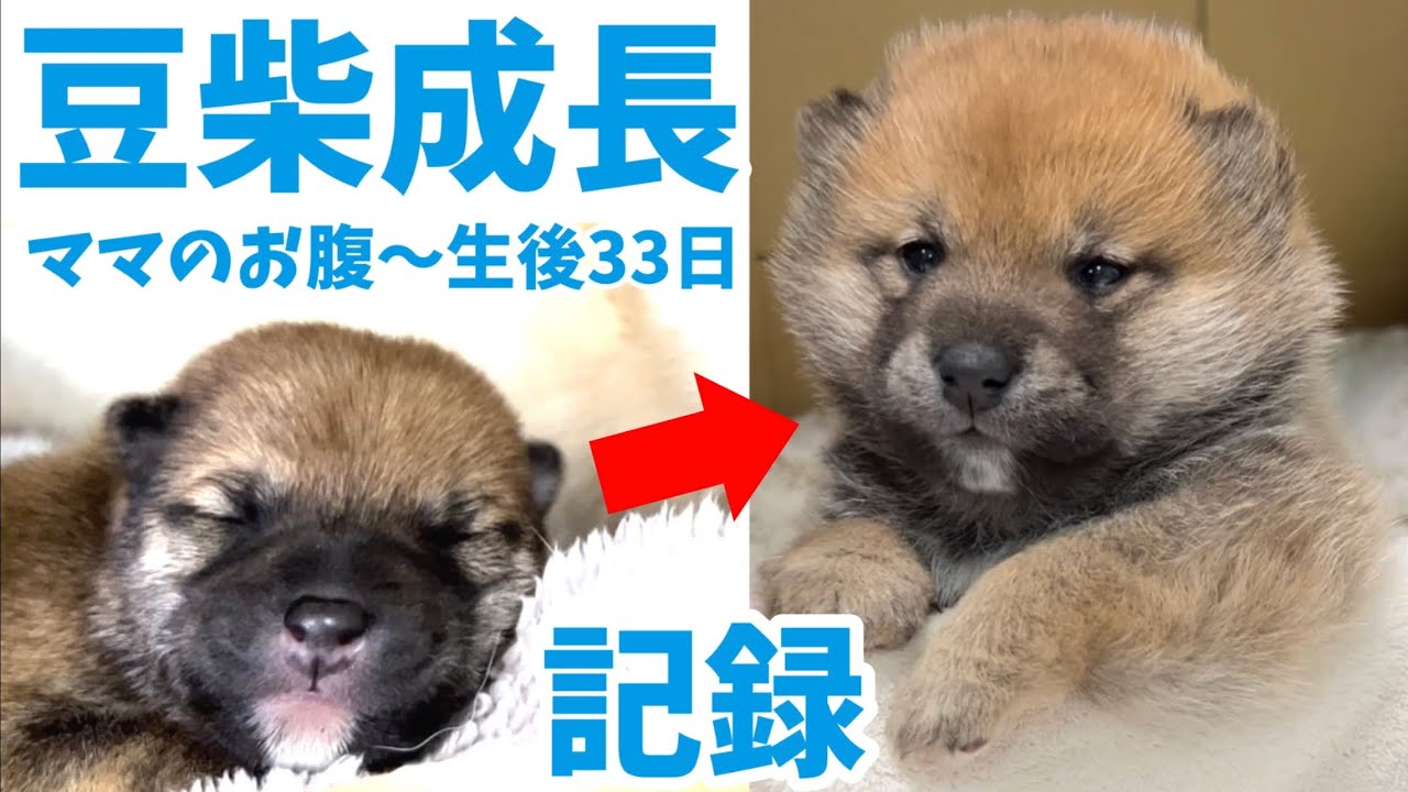 愛くるしいお顔に変身 豆柴子犬の成長記録1ヶ月】豆柴さにらむ #47